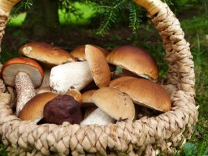 mushrooms-g52342e591_1280