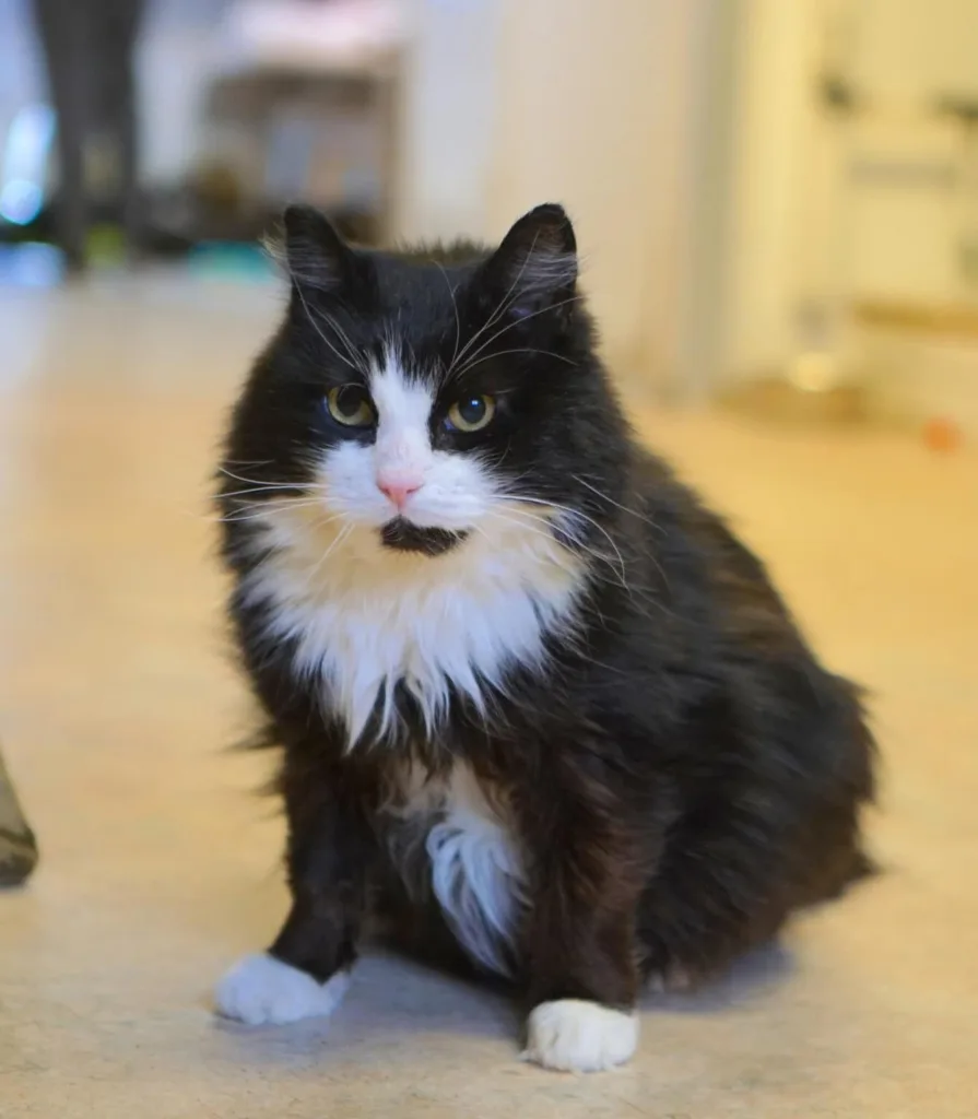 TÕELINE ELLUJÄÄJA LATTE OTSIB PÄRISKODU! 3 374209523 692474582919083 2401024830755136284 n