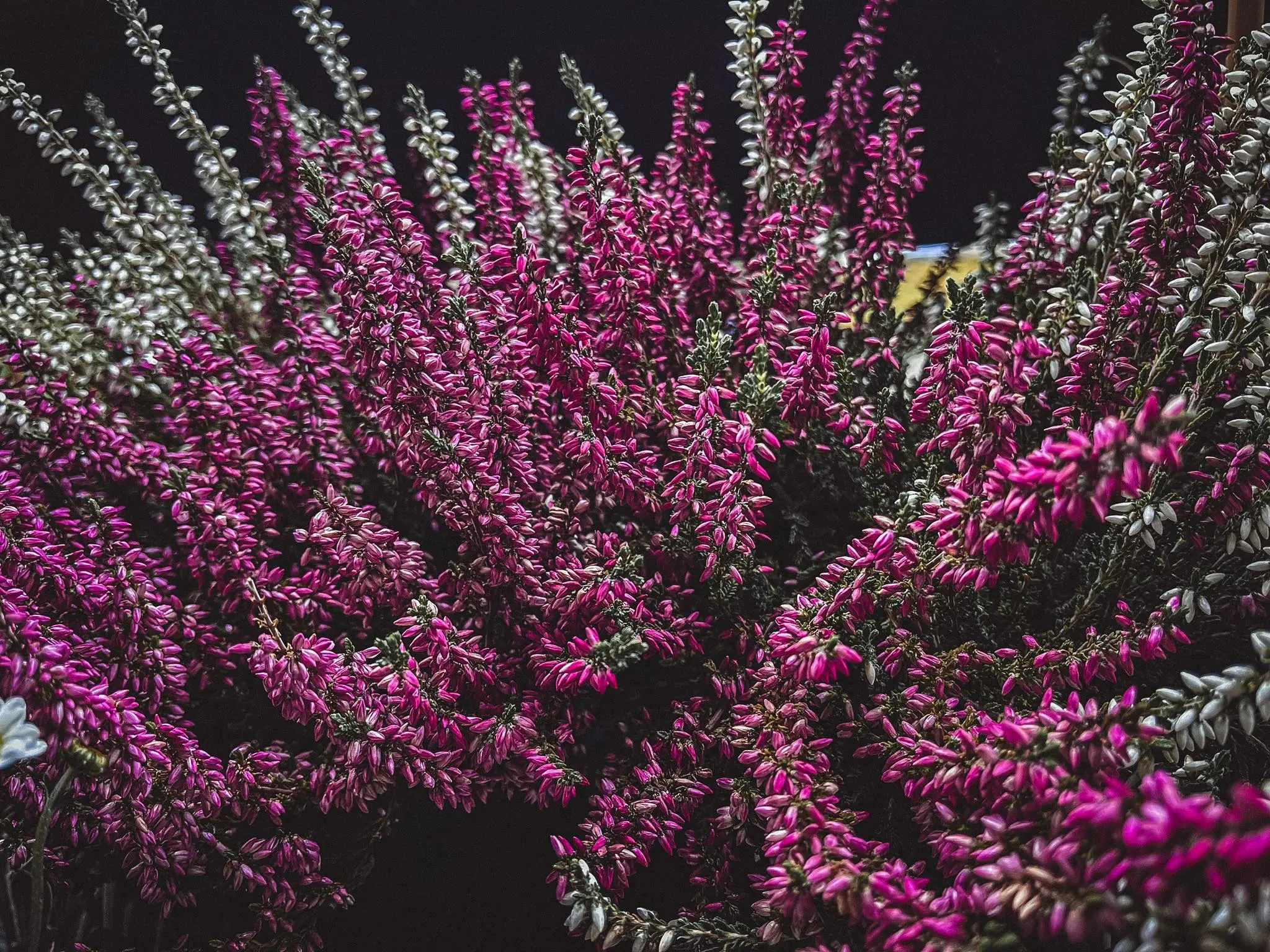 380851057_599628898812773_8303692479604787248_n