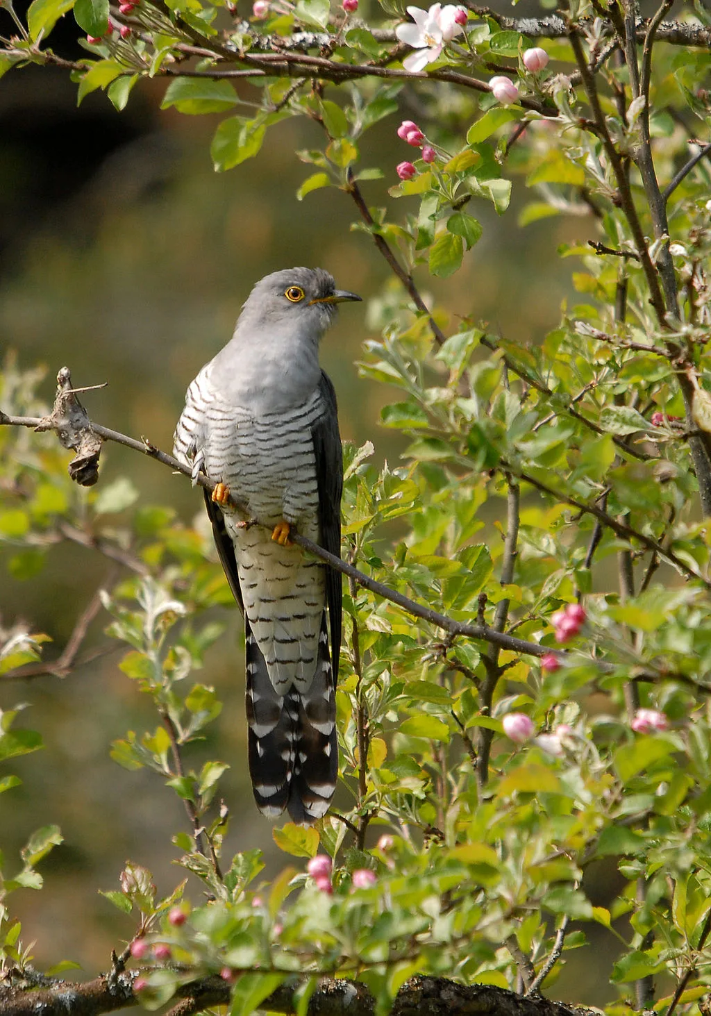 1024px-Kägu_õunapuul