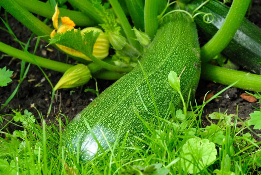 Fresh vegetables recipe zucchini