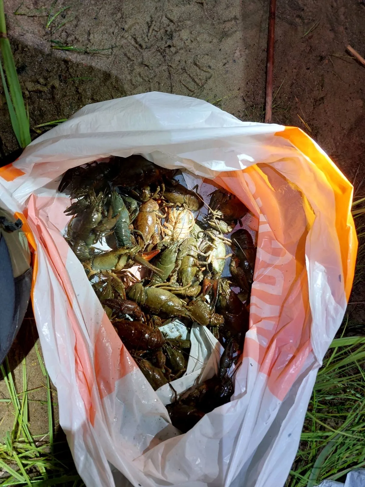 Vähid_foto Keskkonnaamet