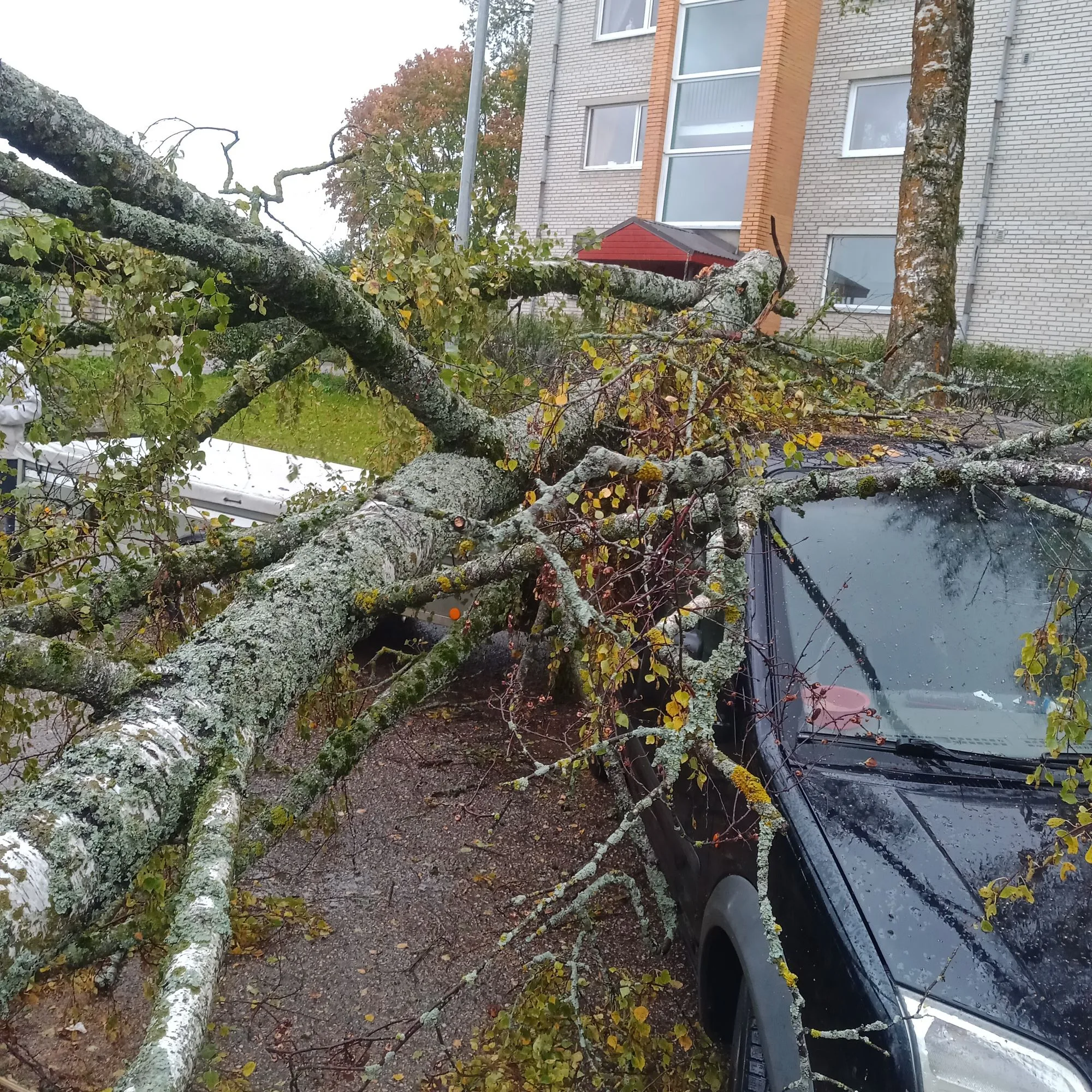 Võru Vabaduse puu autol2[872]