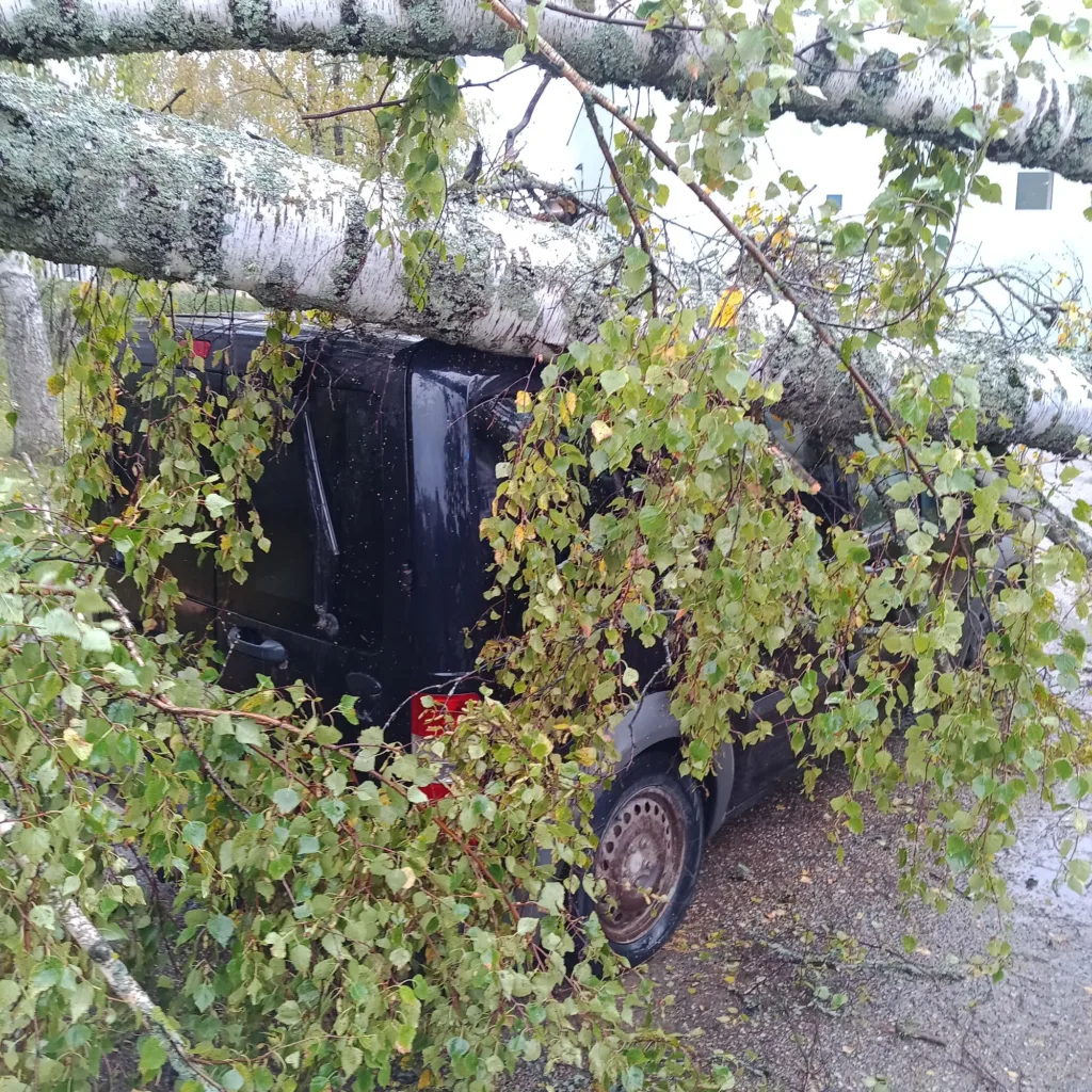 Võrus kukkus kasepuu auto peale 3 Voru Vabaduse puu autol873
