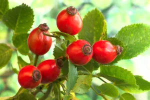 rose-hip-6655065_1280