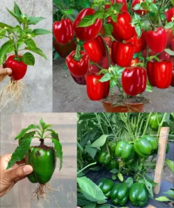 417420310_122161780364031745_2356191787046717237_n