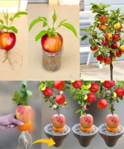 417513793_122161779986031745_612021225578037413_n (1)