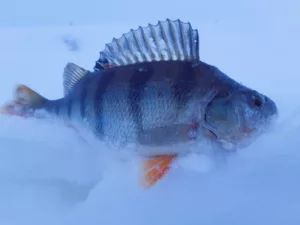 Ahven_foto autor Ivo Kask