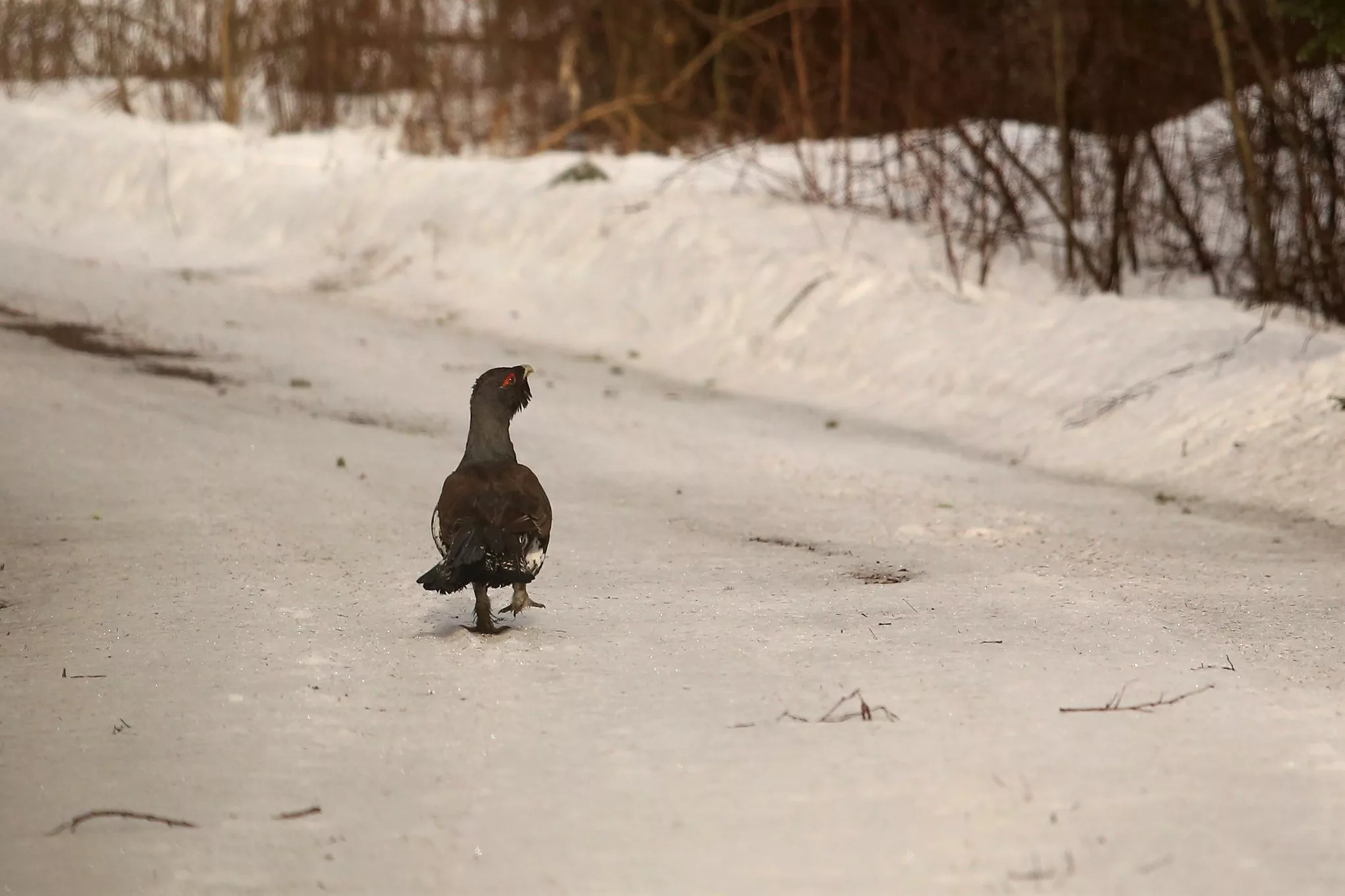 metsisekukk_Piret_Eensoo