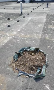 Kajakapesa_foto autor Jan Siimson