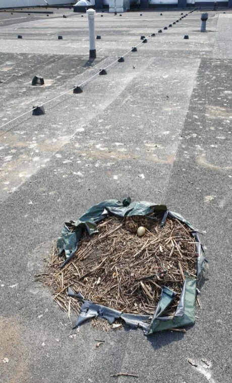 Kajakapesa_foto autor Jan Siimson