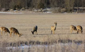 Kitsed põllul_foto autor Nele Sõber
