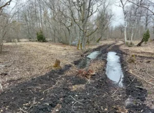 Laelatu puisniit_foto autor Keskkonnaamet