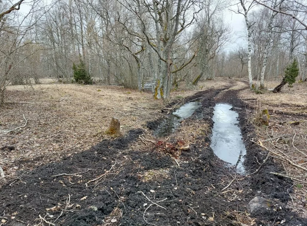 Laelatu puisniit_foto autor Keskkonnaamet