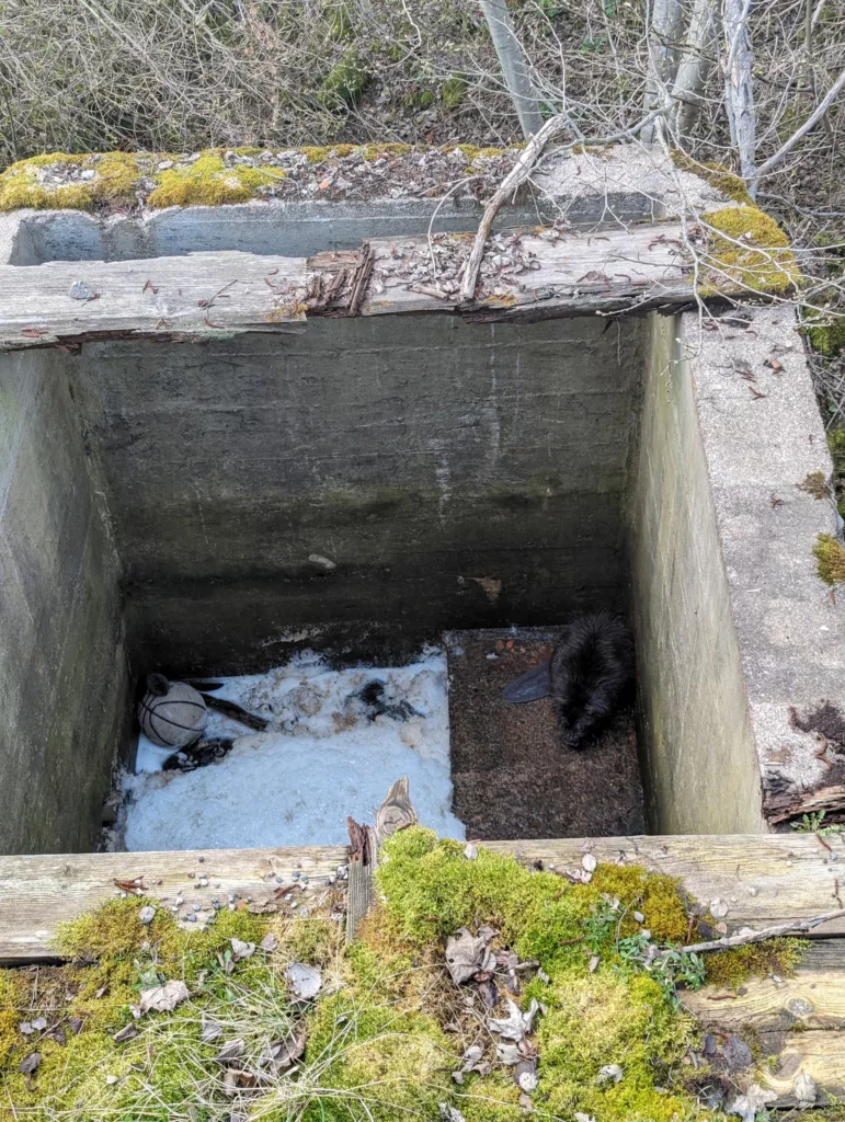 FOTOD: Võru päästjad päästsid vana veskitammi šahti kukkunud ning lõksu jäänud kopra ja mügri 5 Mugri ja kobras loksus