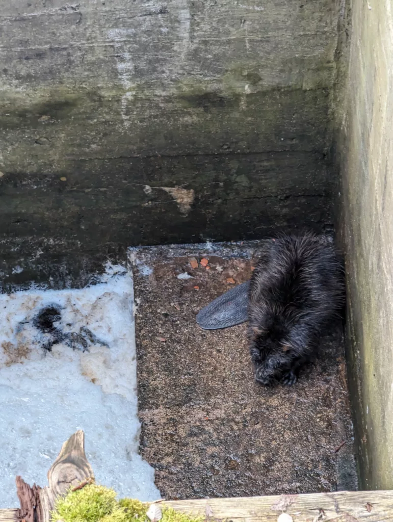 FOTOD: Võru päästjad päästsid vana veskitammi šahti kukkunud ning lõksu jäänud kopra ja mügri 6 Varstu kobras augus