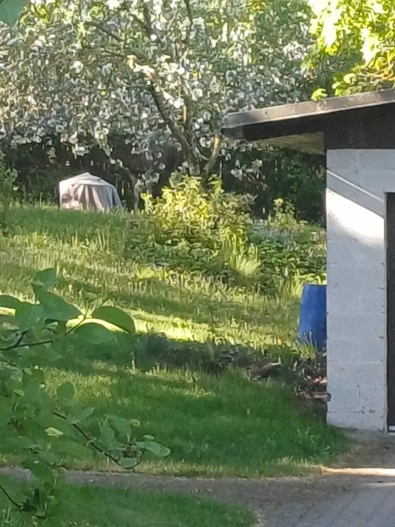 Tallinnas vurab ringi põder, käib päästeoperatsioon 5 Podrapaaste Kristiines 22.05 1