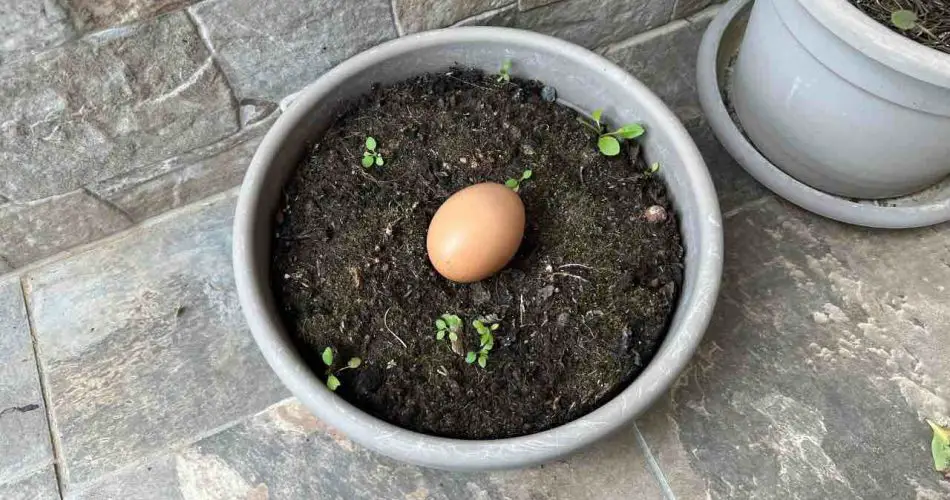 egg-soil-950x500