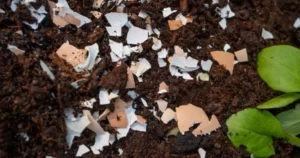 homemade-fertilizer-950x500