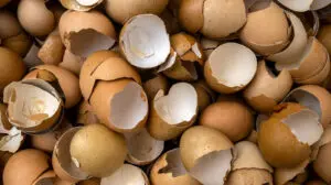 Eggshell,Waste,For,Recycle,For,Environmental,Protection,And,Utilization