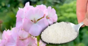 orchid-faster-950x500