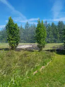 Taaravainu_kulupoleng jaanilokkest_25.06.24