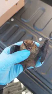 Nahkhiir_foto autor Astrid Levkoi-Epner