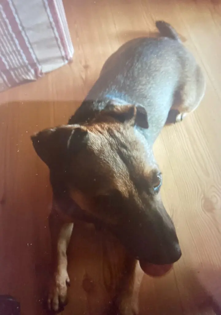 Kahjuks leiti kadunud Leo surnuna. 5 koer