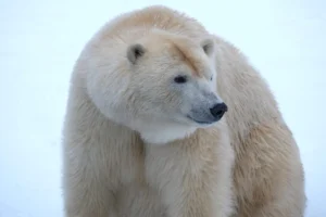 jaakaru-Imaq_foto-Inari-Leiman-1024x683
