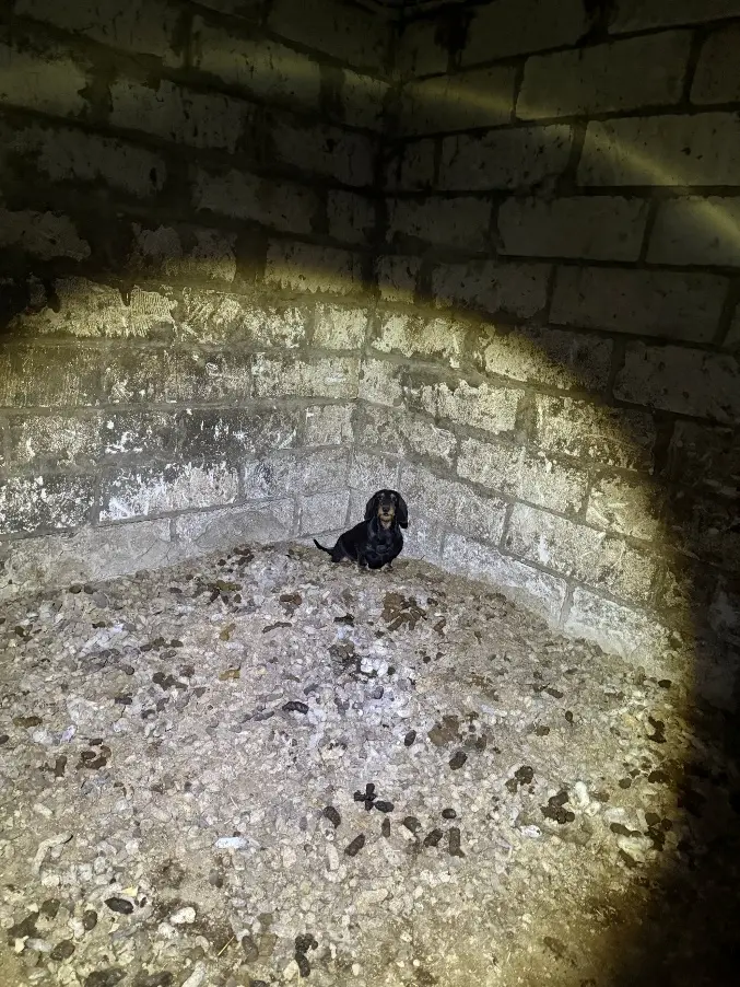 Raplamaal võeti omanikult ära 35 koera 3 image 1