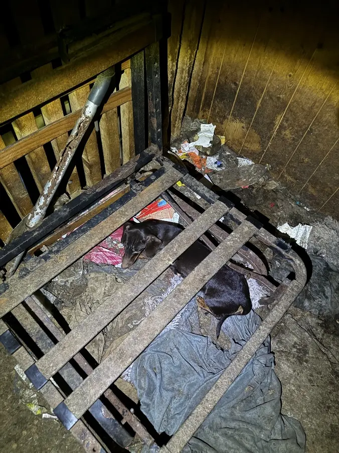 Raplamaal võeti omanikult ära 35 koera 2 image 2