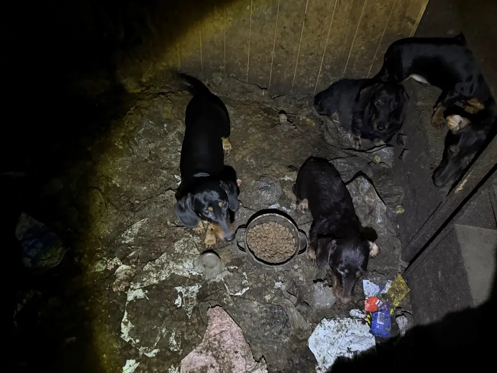 Raplamaal võeti omanikult ära 35 koera 4 image