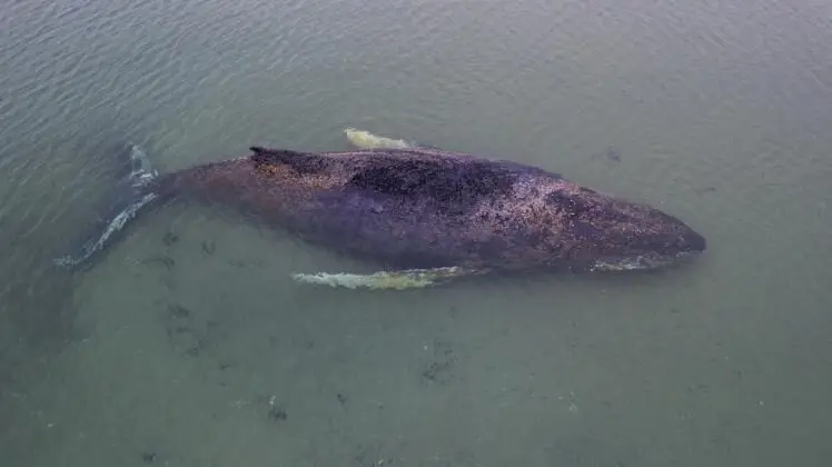 Madalikule eksinud hiiglane: kas see on tema viimane võitlus elu nimel? 2 image 6 4